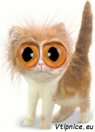 Vtipné obrázky s textem zvířat - Kočka s velkýma očima