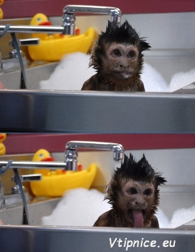 Vtipné a srandovní obrázky s textem na Facebook Google - srandovní opička