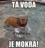 Vtipné a srandovní obrázky s textem na Facebook zvířat - ta voda je mokrá pes