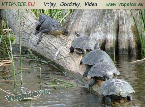 Funny pictures with animal - tortoise and crocodile
