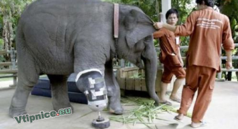 Srandovní obrázky zvířat - slon