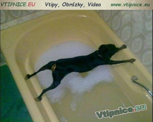 funny image with animals - funny dog in bath