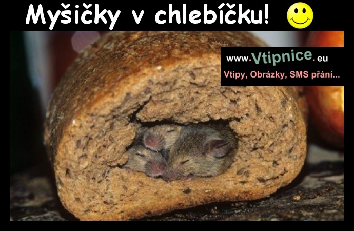 Srandovní obrázky - myšky v chlebu
