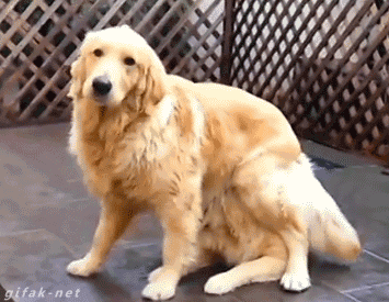 Srandovní gify obrázky pohyblivé - schovka se psem