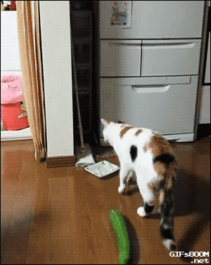 Srandovní gify obrázky pohyblivé - vystaršená kočka z okurky