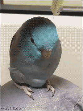 Gify - roztomilý ptáček