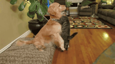 Srandovní obrázky gify ke stažení - pes a kočka