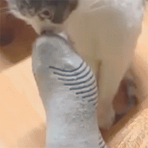 Srandovní pohyblivé obrázky gify - ponožky